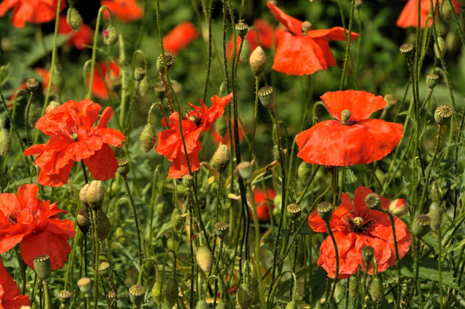 fleurs poppy fleur nature flore été champ jardin extérieur herbe rural bluming floral foin pétale feuille lumineux sauvage couleur saison