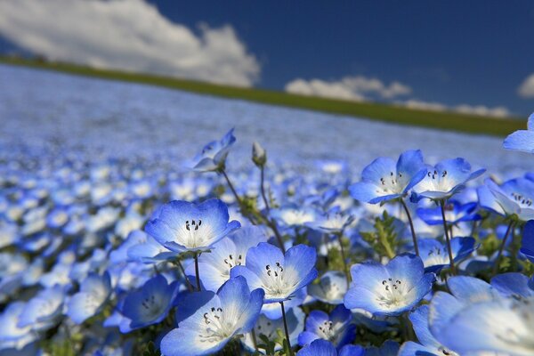 Campo de flores pequenas azuis