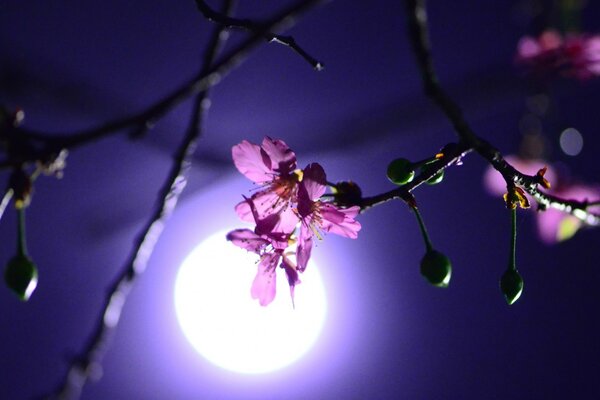 Fleur dans les rayons de la lune la nuit