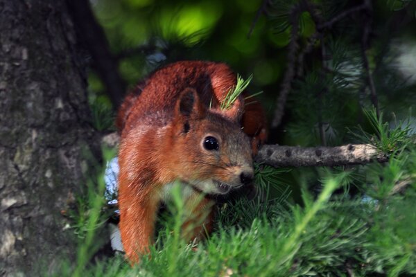 Liebevolles Eichhörnchen im Sommerwald