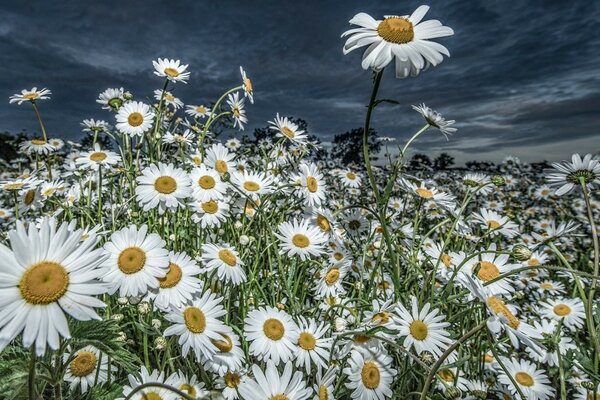 Hello daisies, you are the purity of the fields of all our