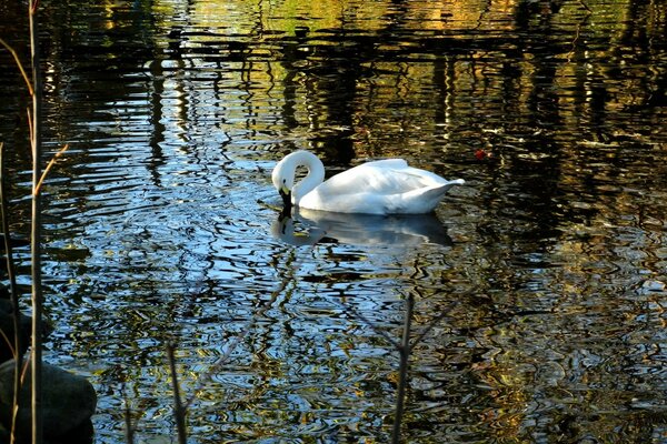 Reflection of a swan in the lake pool