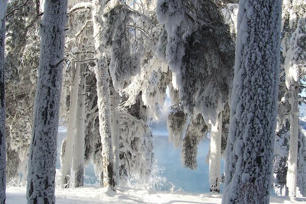 Bosque raro en la nieve