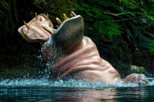 Photo d un hippopotame à l état sauvage