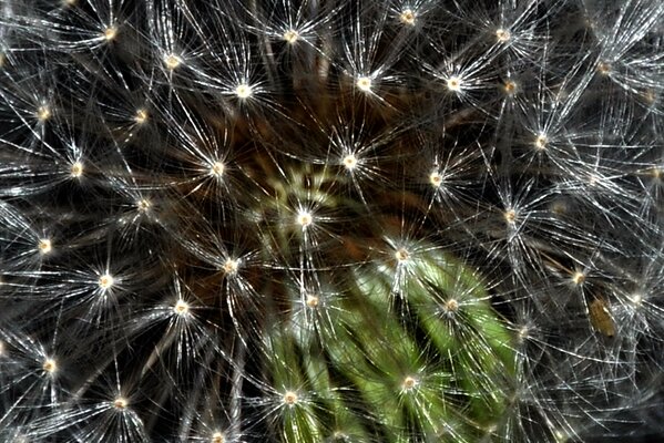 Dandelion seed in magnification on grass