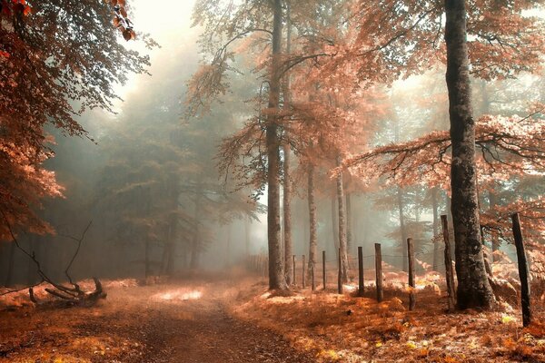 Autumn fog over the forest path