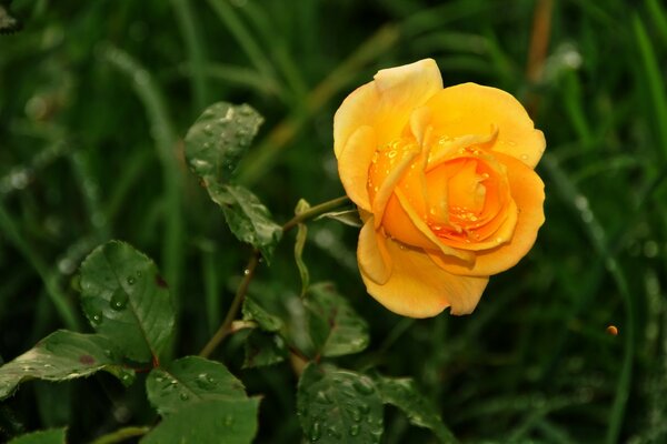 Rosa sob o sol depois de uma chuva leve