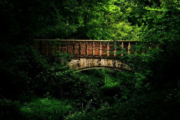 Alte Brücke in der Wildnis des Waldes