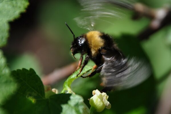 एक मधुमक्खी एक फूल पर उड़ान में मँडराती है