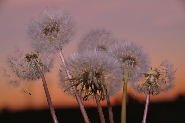 Denti di leone sullo sfondo del tramonto