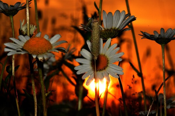 Summer meadow daisies at sunset