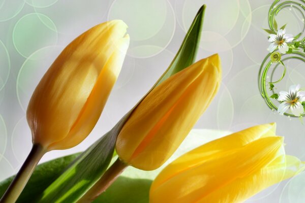 3 yellow tulips and the number 8 on a blurry background