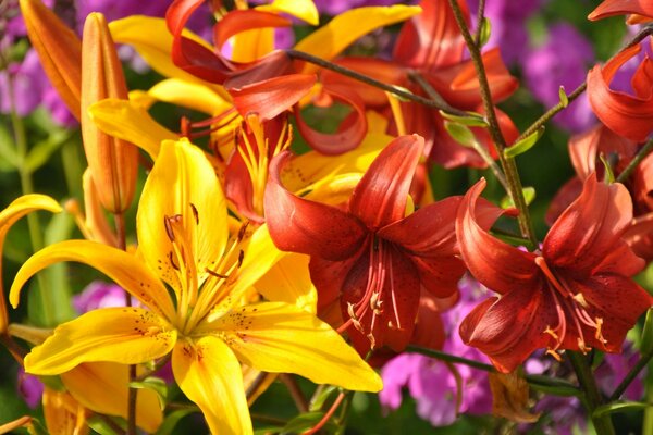 Lilies and other flowers growing on the street