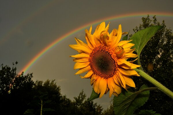 Schöne Natur, der Regenbogen kam heraus, der Sommer ist heiß, die Blumenflora ist draußen