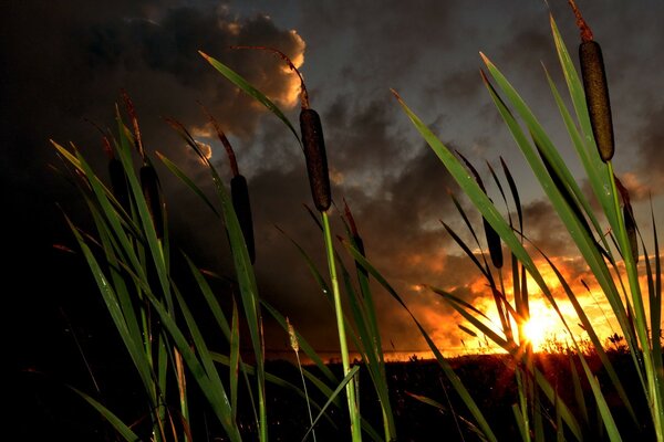 Photos of reeds on the background of sunset