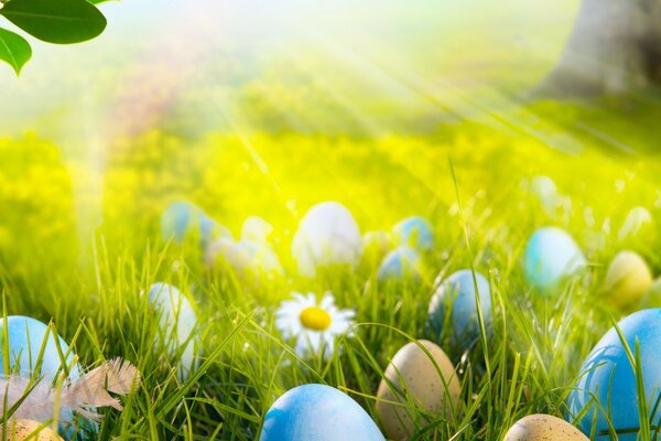 Uova di Pasqua e camomilla nell erba di Lee con i raggi del sole che cadono su di loro me