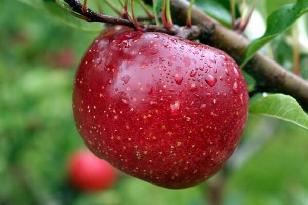 A wet red apple is hanging on a branch