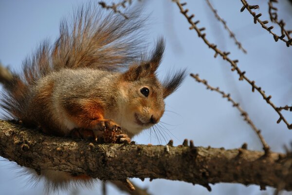 Nature, here comes the squirrel