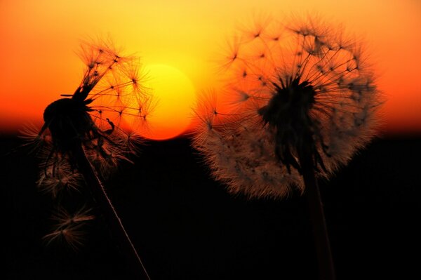 Interessante Silhouetten im Licht des Sonnenuntergangs