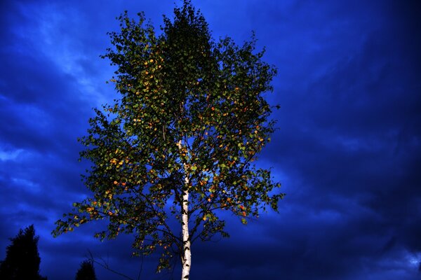 Tank trunk birch with yellowed leaves against the blue night sky