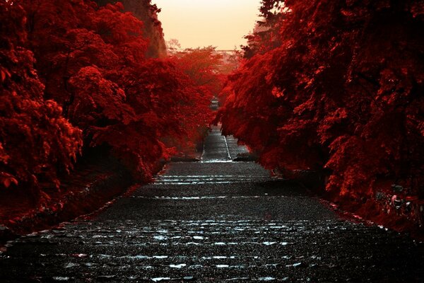 Autumn road down. Bella luce