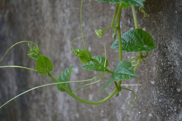 Das Wachstum des Laubgartens Flora