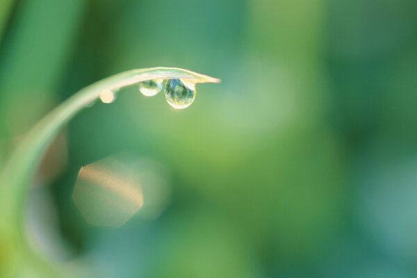 A dewdrop on a blade of grass photo