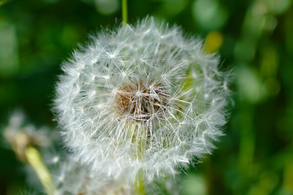 Sommerlöwenzahn wird vom Wind geblasen