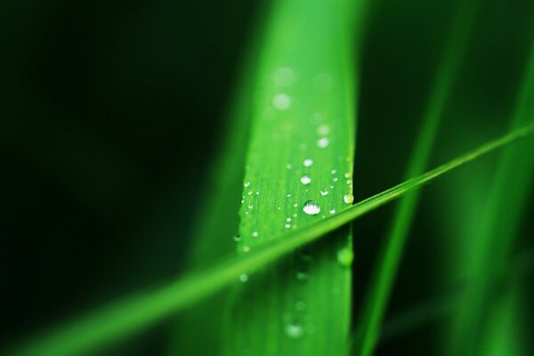 Gota de orvalho capturada com macro