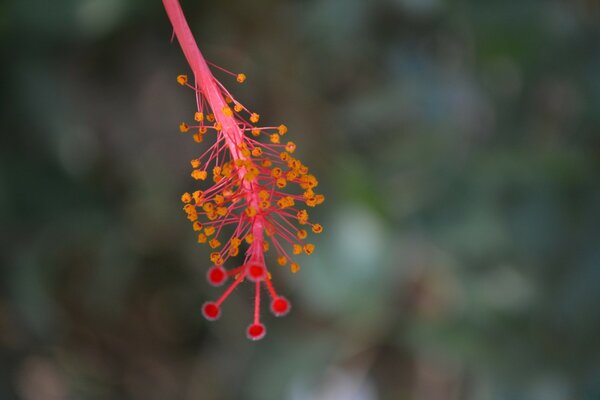 Natural Leaf outdoors