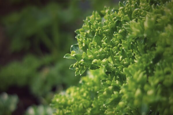 Macro photography green plant