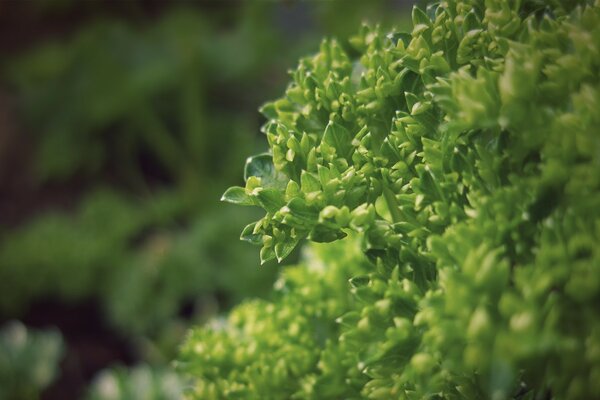 Makro fotoğrafçılığı yeşil bitki