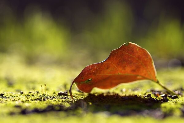 Fallen aspen leaf macro shooting