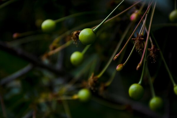 Photos of ripening fruits , a tree