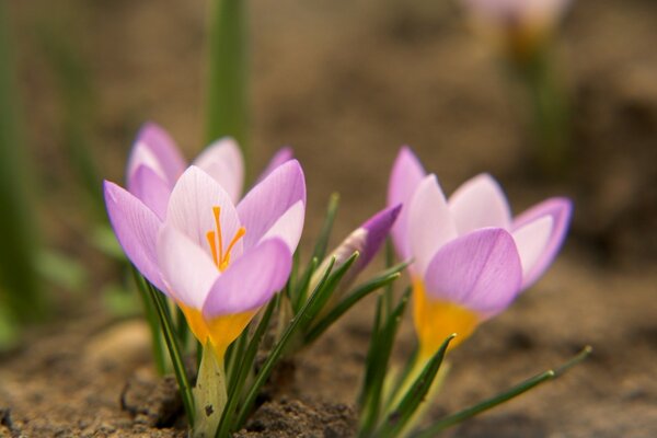 Fleurs de printemps closeup