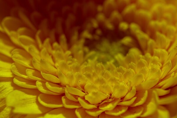 The core of a yellow flower with many petals