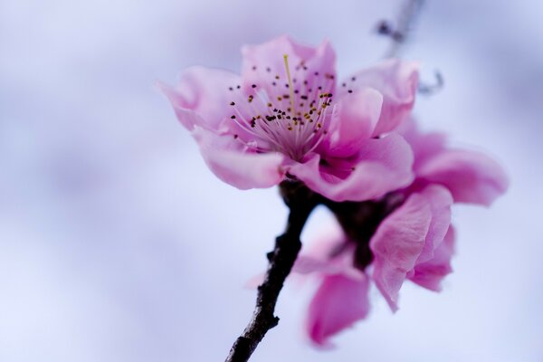 Sakura-Blume auf dem Hintergrund des verschwommenen Himmels