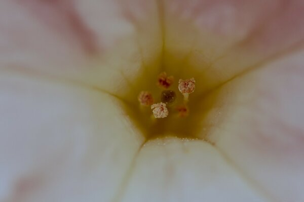 Fotografia macro del Fiore, foto ingrandita