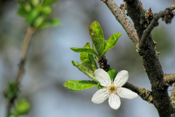 Fleur de branche d arbre naturel