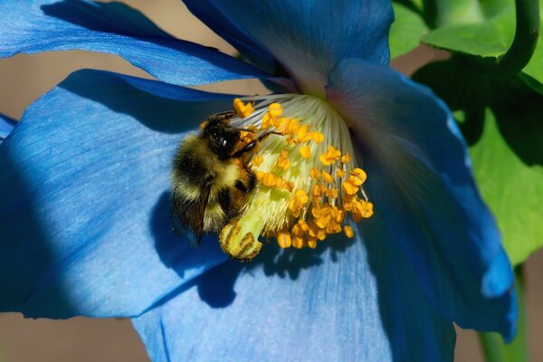 Macro photography of a bee on a blue flower