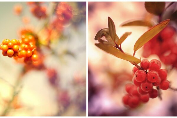 Sea buckthorn and viburnum. double poster