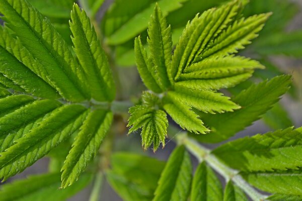 A green twig of foliage in macro photography