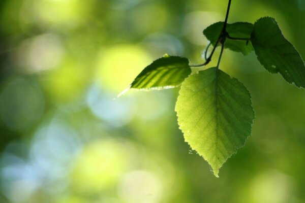 Macro photography of flora leaf growth