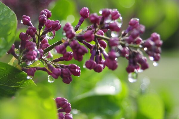 An unopened lilac flower in dew drops