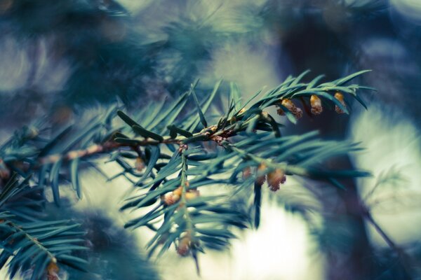 Photo of a Christmas tree branch