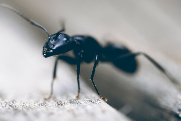 A small ant was photographed using macro photography