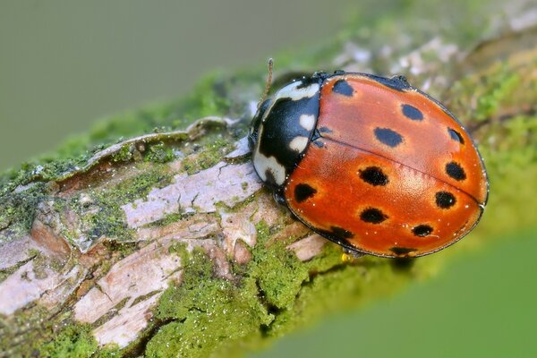 Macro fotografía mariquita roja