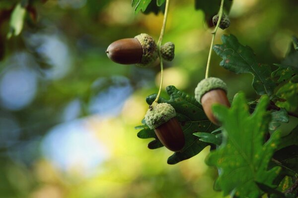 Macro rama de roble con bellotas