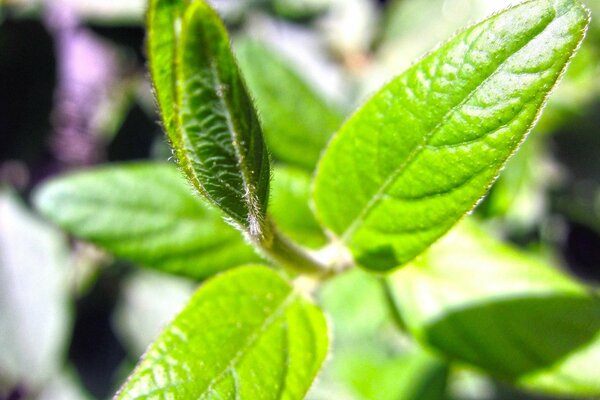 Plants stem color background