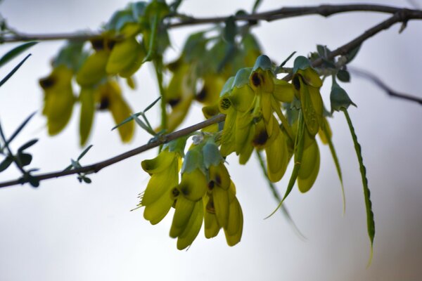 فرع شجرة تصوير الماكرو